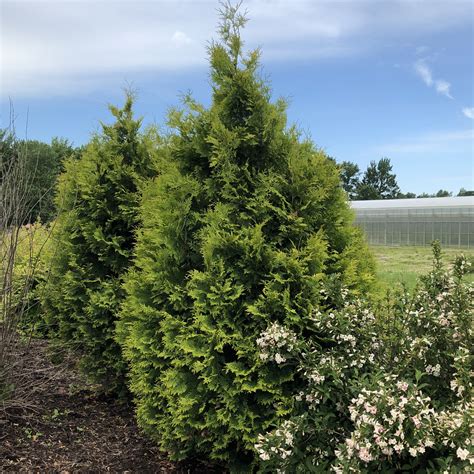 The Different Varieties of Filips Magical Arborvitae